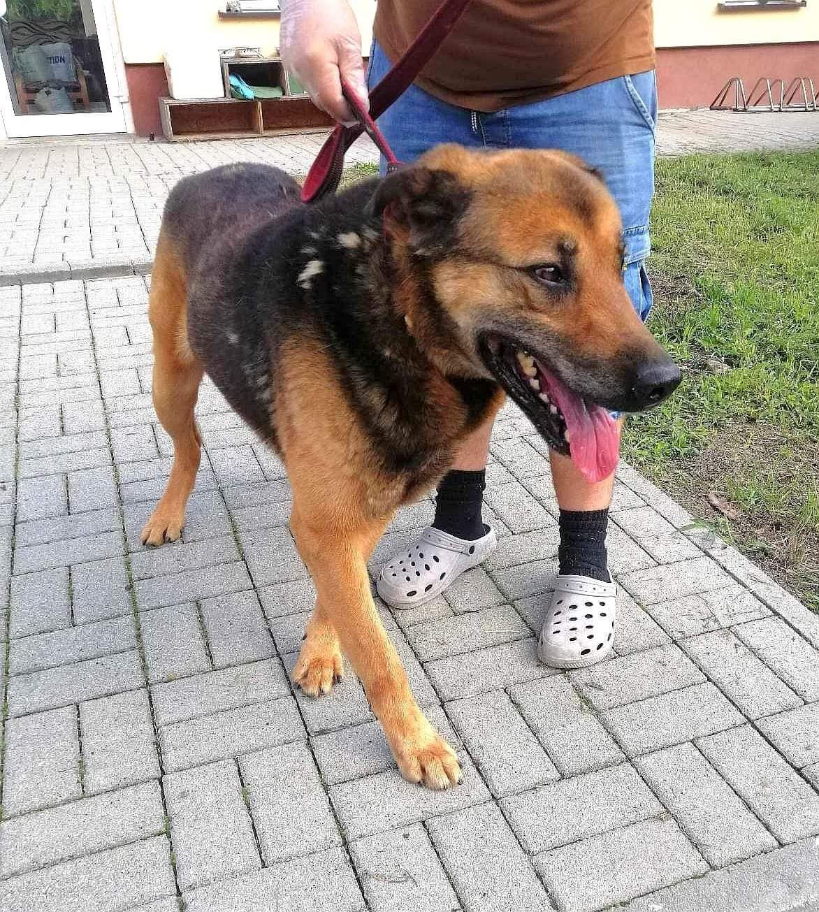 Borys szuka domu!