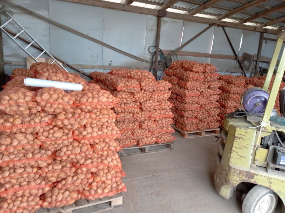 Ziemniaki młode jadalne Soraja Jurek Denar