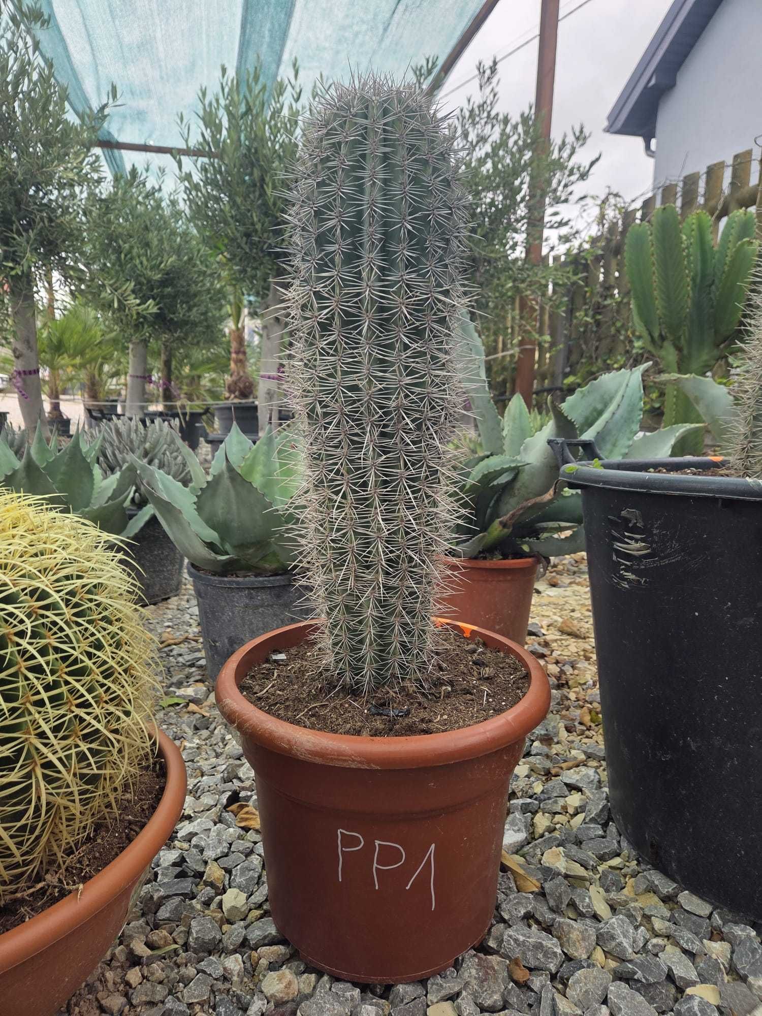 Kaktusy Pachycereus pringlei – okazy 85-170 cm