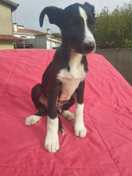 Pastor para adoção muito responsável