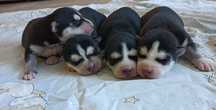 Szczeniaczek Siberian husky z elitarnym rodowodem