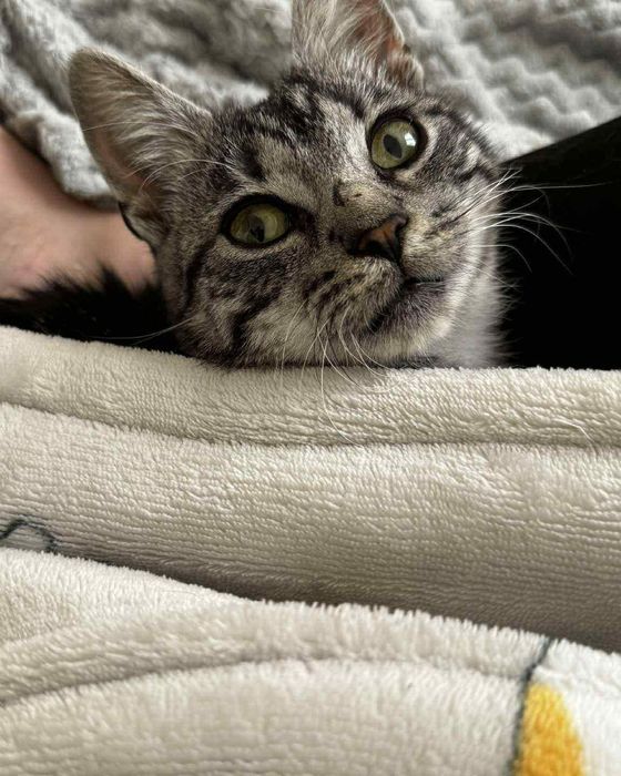 Mają 5 miesięcy i pilnie szukają domu! Mają coraz mniej czasu.