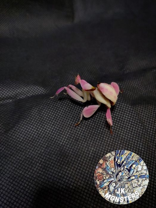 Modliszka storczykowa Hymenopus coronatus+gratisy