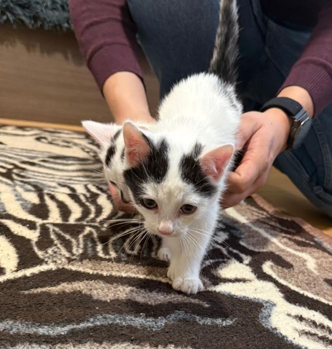 dwa maluchy do adopcji, mruczące i miziaste