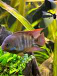 Sajicas cichlid juvenis