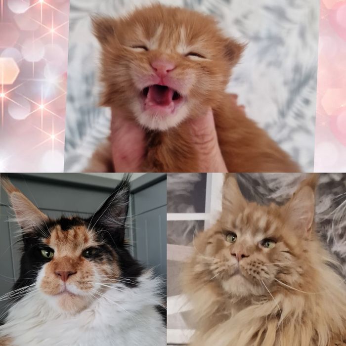 Maine Coon kocięta kotka do hodowli