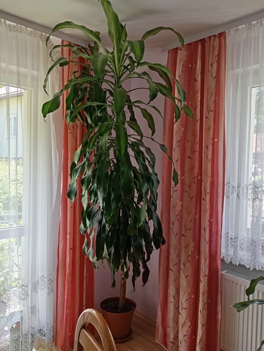 Dracena wonna 2.5 metra