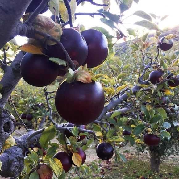 Macieira de maças PRETAS - Envio incluido