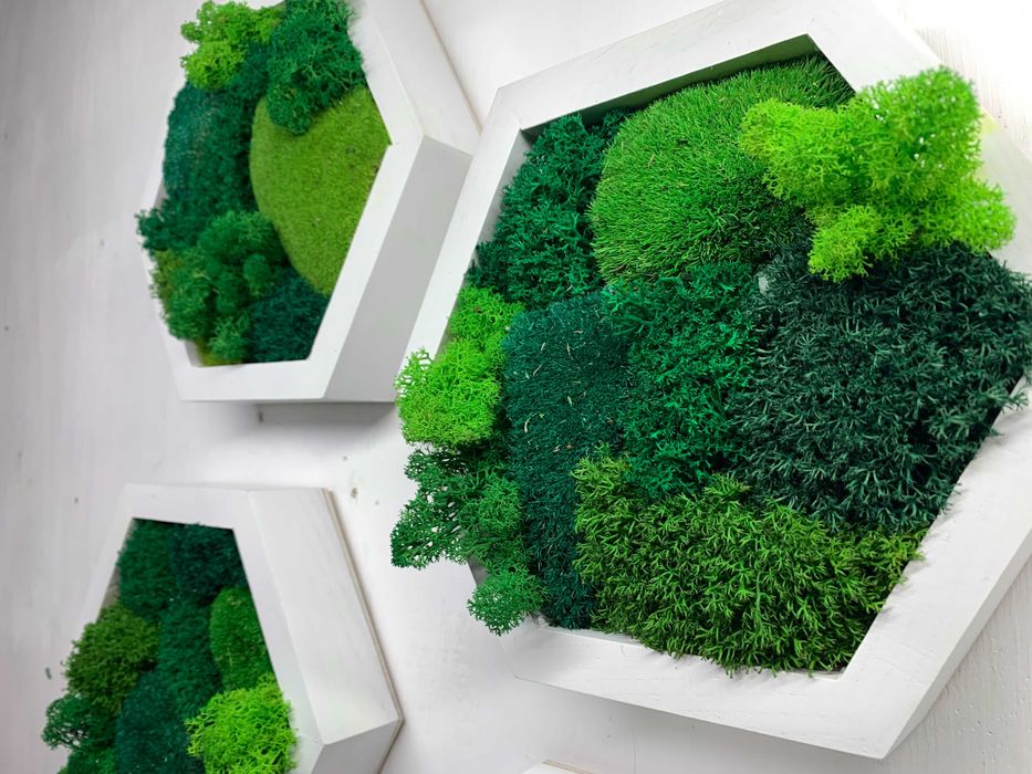 Мох у сотах, соти з мохом,декор з моху, стабілізований мох