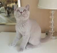 Piękna kotka brytyjska kociak kocięta brytyjskie rodowód PZF
