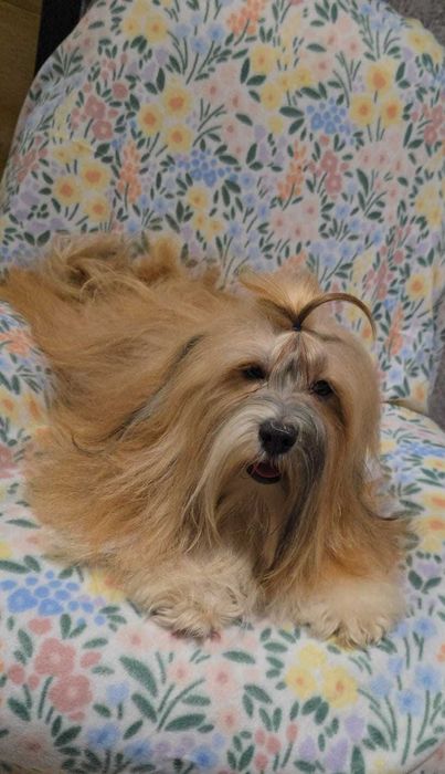 Hawańczyk, piękne umaszczenie chłopak Bigi