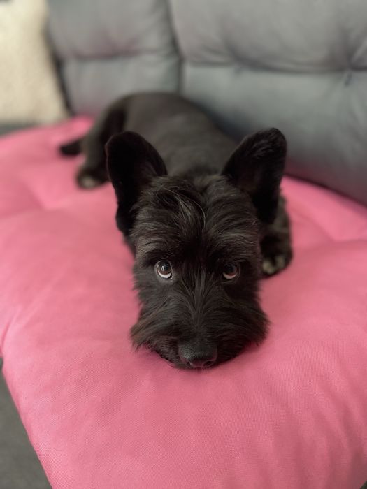 Грумінг/Стрижка/Тримінг на лівобережній