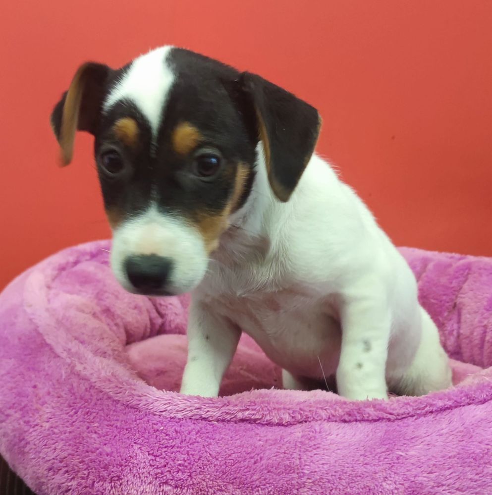 Jack Russell Terrier piesek numer 5
