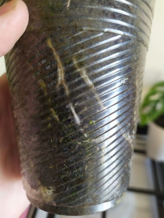 Монстера Адансоні, манки обликва. Аглаонема. Алоказія