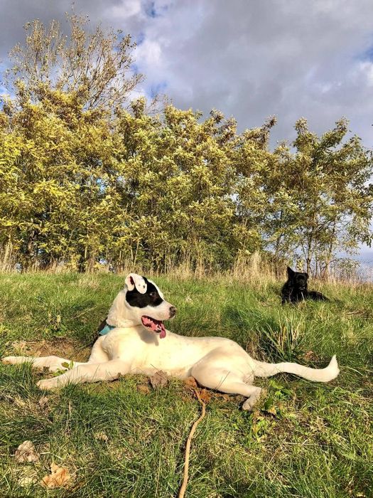 Młody pies szuka kochającego domu