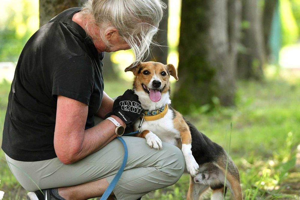Ciapek szuka domu, pies, młody, w typie Jack Russell Terrier
