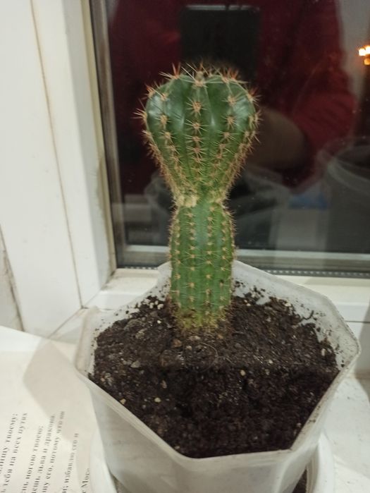 Кактус. Комнатное растение. Подвезу