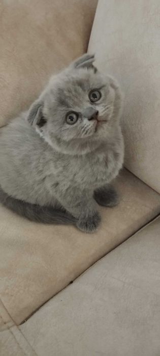 Продам чистокровних кошенят.