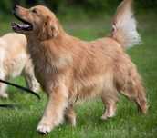 Reproduktor - Golden Retriever - FCI