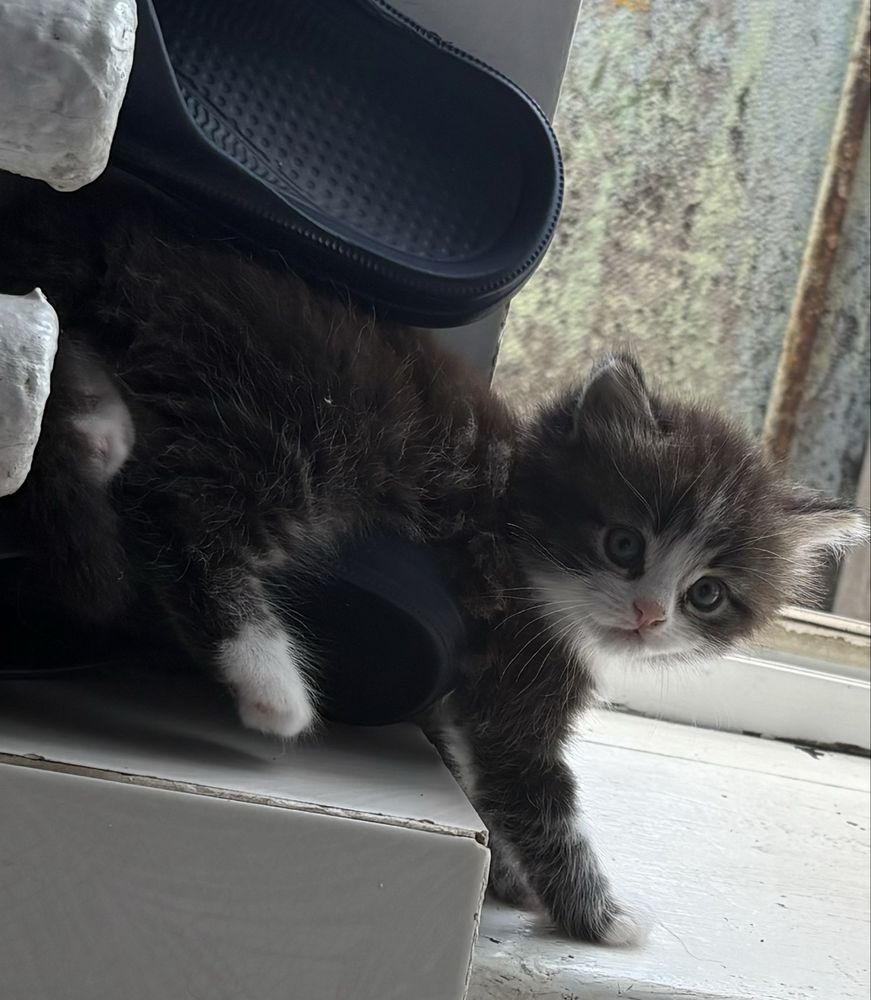 Котята