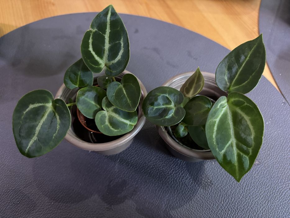 Zestaw sadzonek Anthurium Crystalinumx X MagnificumxBessea aff 2 szt.