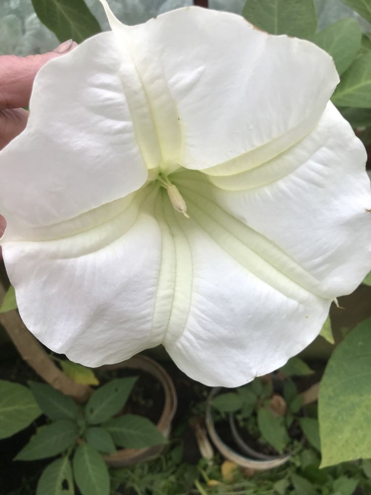 Datura - brukmansja nasiona mix szt 50