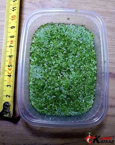 Rzęsa wodna /Lemna minor/ Ketrab