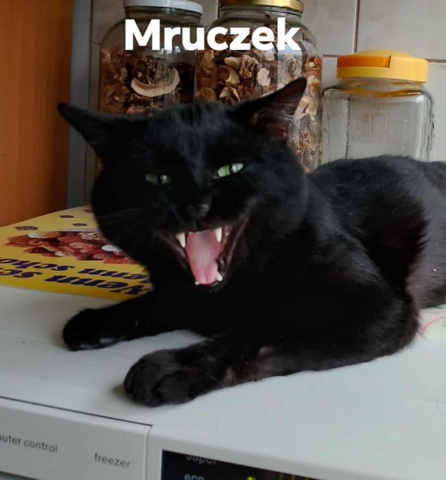 1.5 roczny zdrowy,wykastrowany kocurek do adoocji.