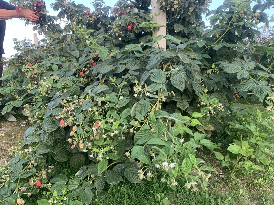 Sadzonka maliny Mapema Ginger Margarita Polonez