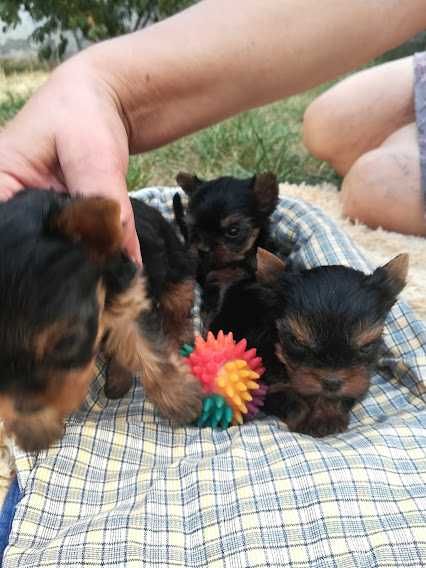 Крихітні комочки щастя – породисті йорки для душі й серця