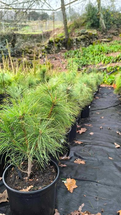 Várias Coniferas para venda