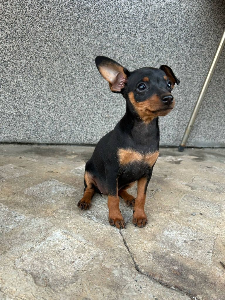 Pinczer miniaturka
