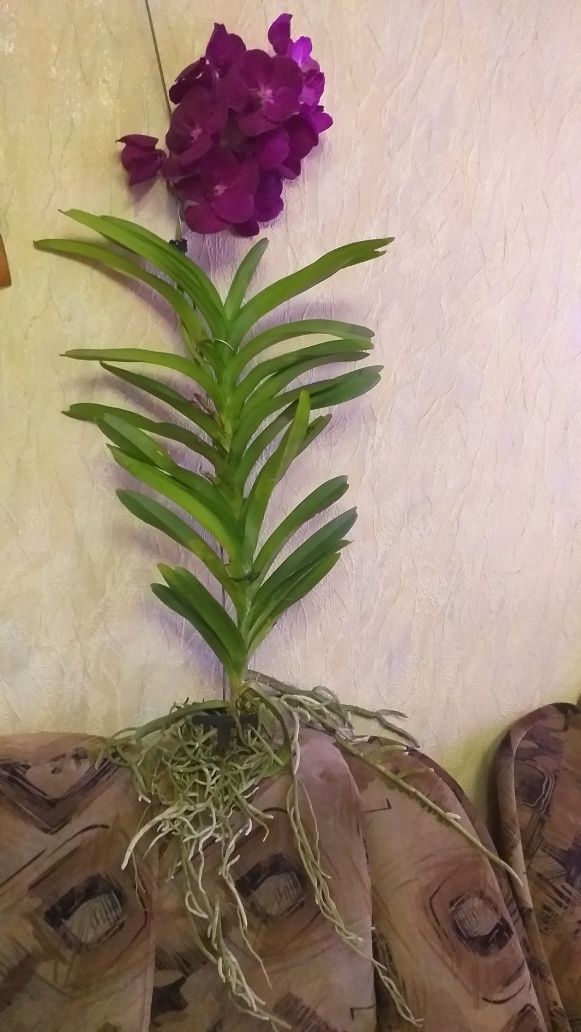 Орхидея Ванда цветёт.