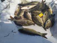 karp kroczek od 18cm do25cm 1szt 15zł  oraz pstrąg jesiotr amur