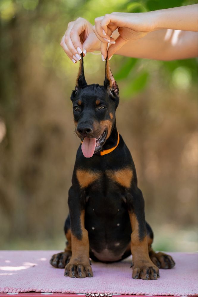 Sunia Doberman 3 miesiące
