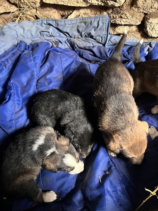 Цуценята в добрі руки