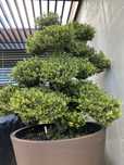 Bonsai Ilex Crenata