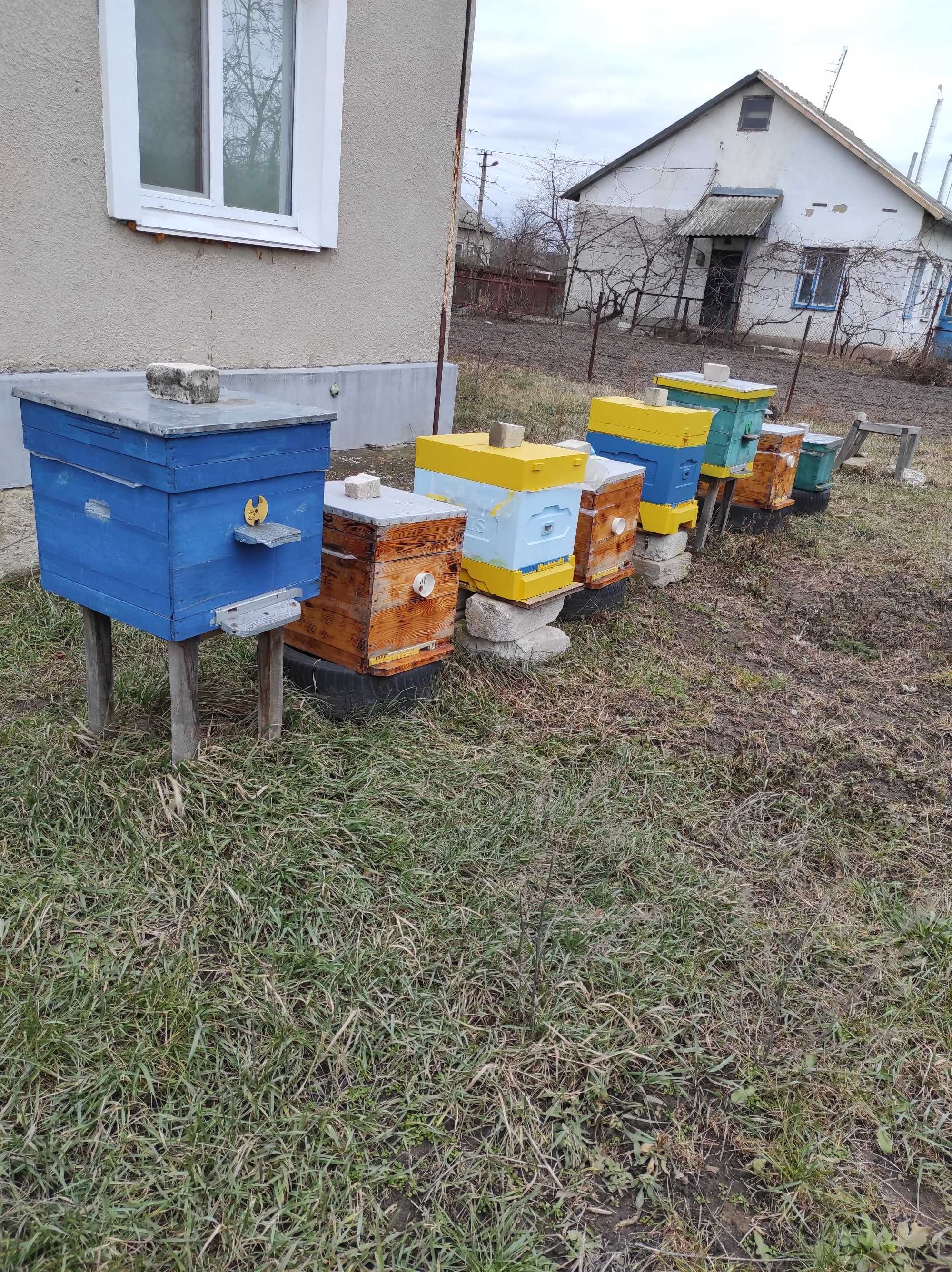 Бджоли і Бджолосім'Ї та пакети