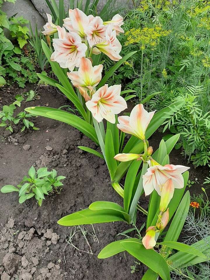Продам амариллис