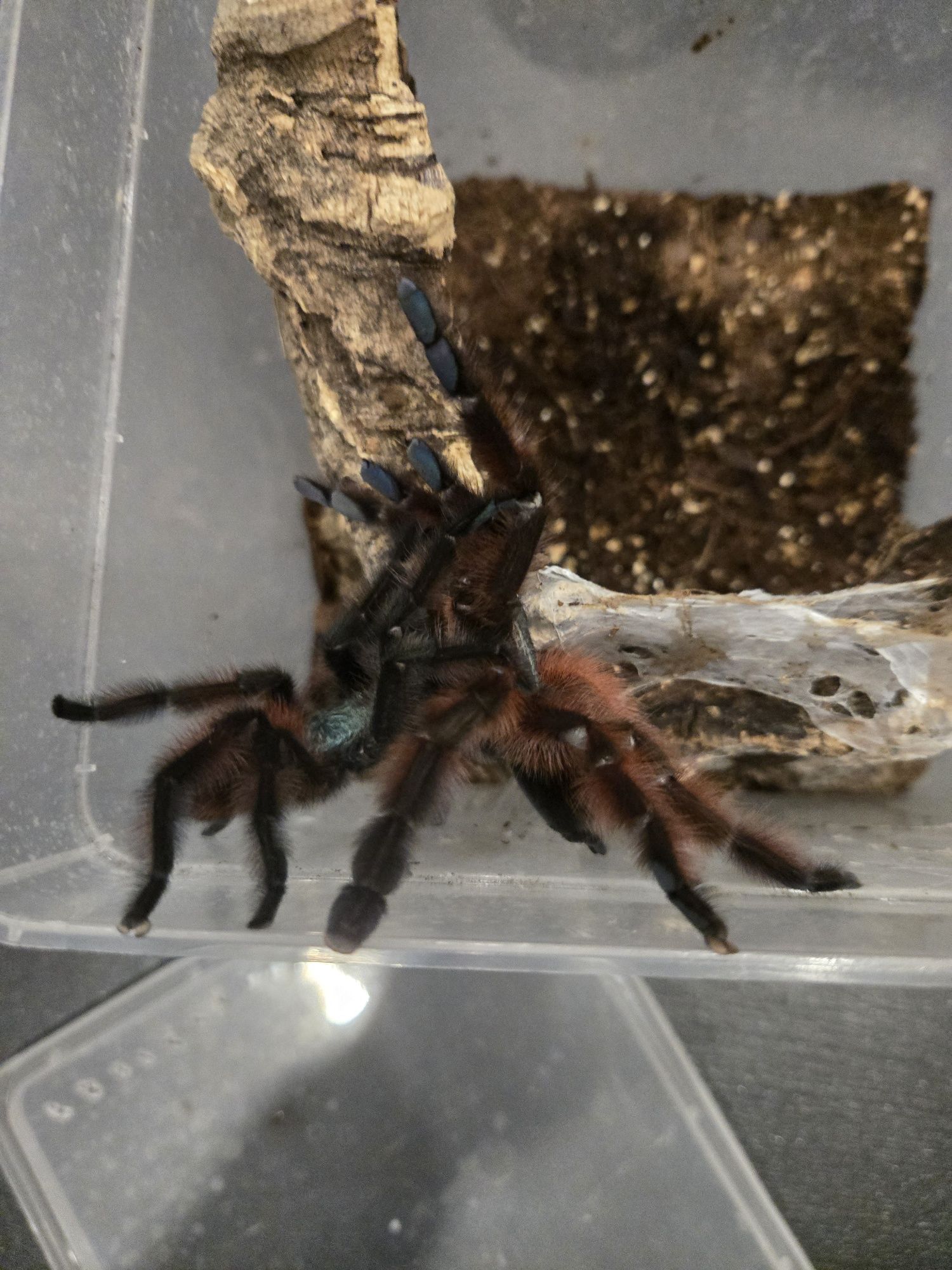 Caribena Versicolor ptasznik l1-l2