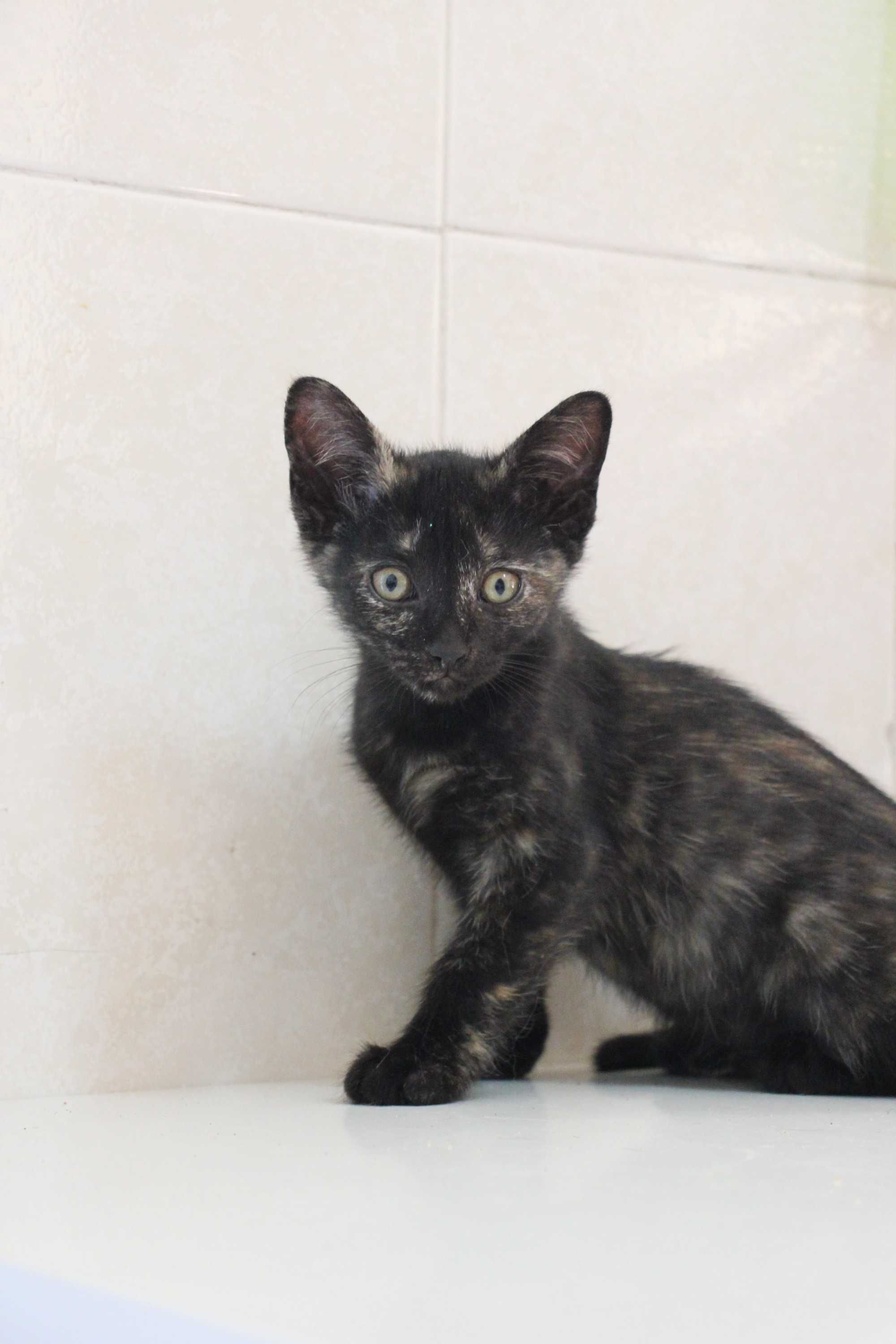 FÊMEA | Gatinha disponível para adoção muito responsável