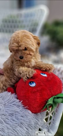 Unikatowo cudny maltipoo