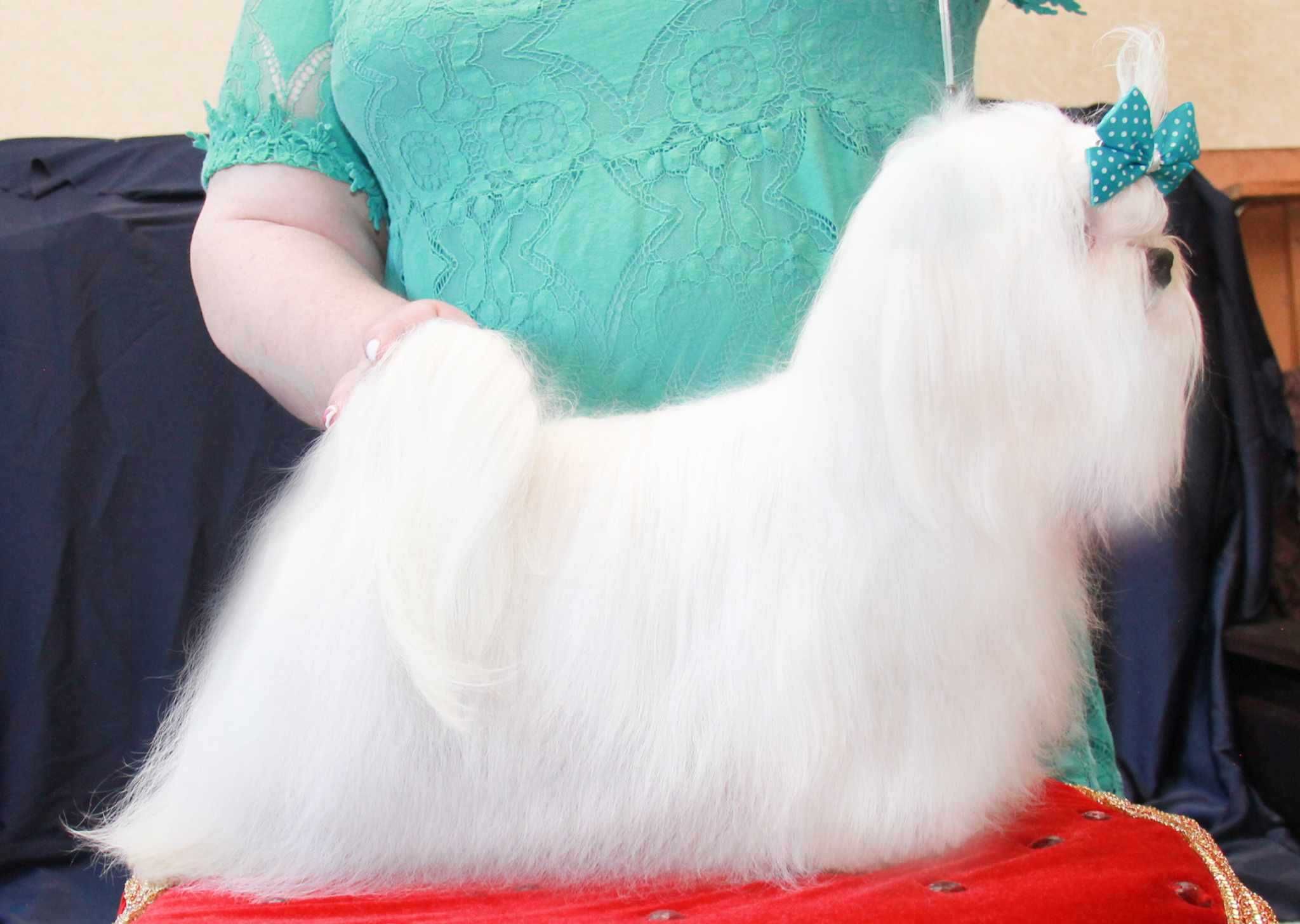 Bichon Maltês coreano com LOP de excelente qualidade