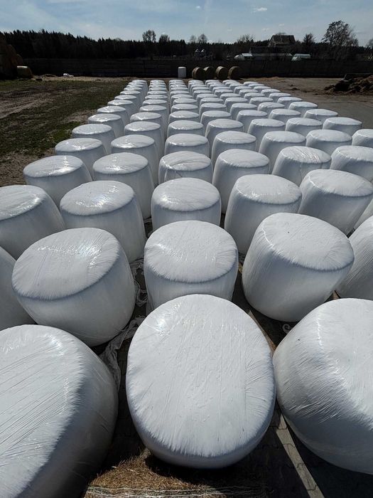 Kiszonka z kukurydzy Bele, kukurydza w belach