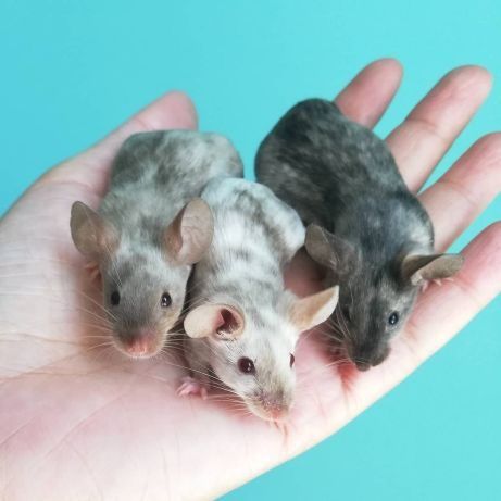 Myszy rasowe - mysz, myszki, myszka