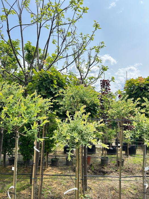 Верба Хакуро-Нішикі на штамбі | З відкритою кореневою системою