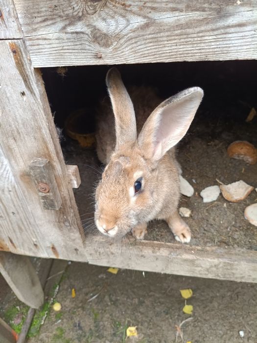 Król, królik samica