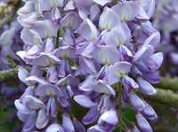 Sementes biológicas Glicínia lilás