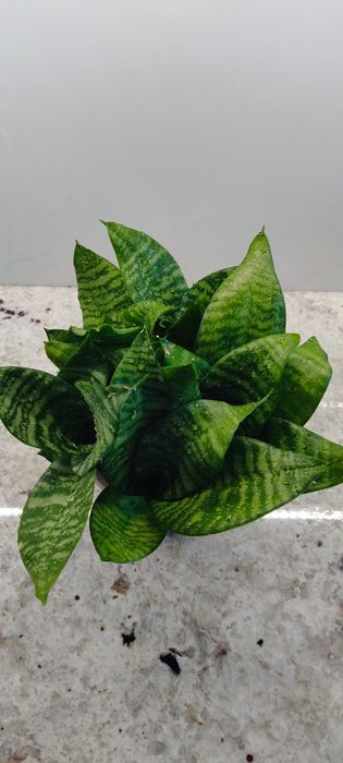 Kwiat, kwiaty doniczkowe, domowe