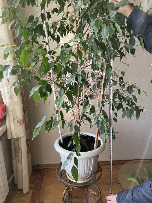 Великий Фікус Бенджаміна